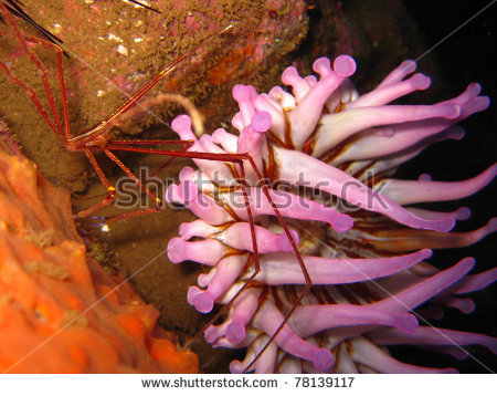  Stenorhynchus lanceolatus   (Atlantic Arrow Crab)